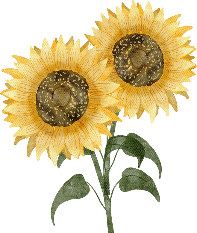 Sunflowers watercolor painted